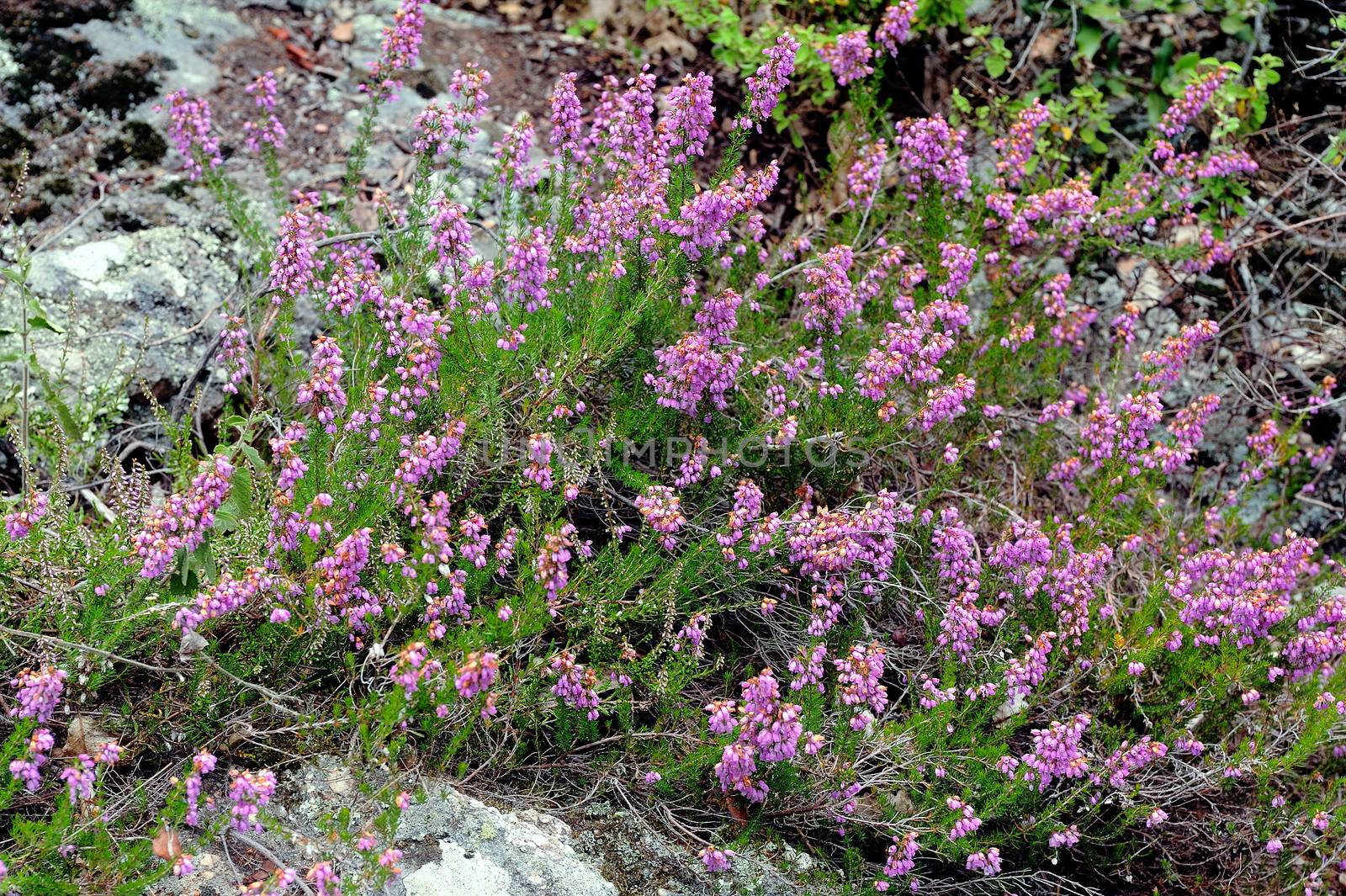 Solid heather in the mountains of the Cevennes