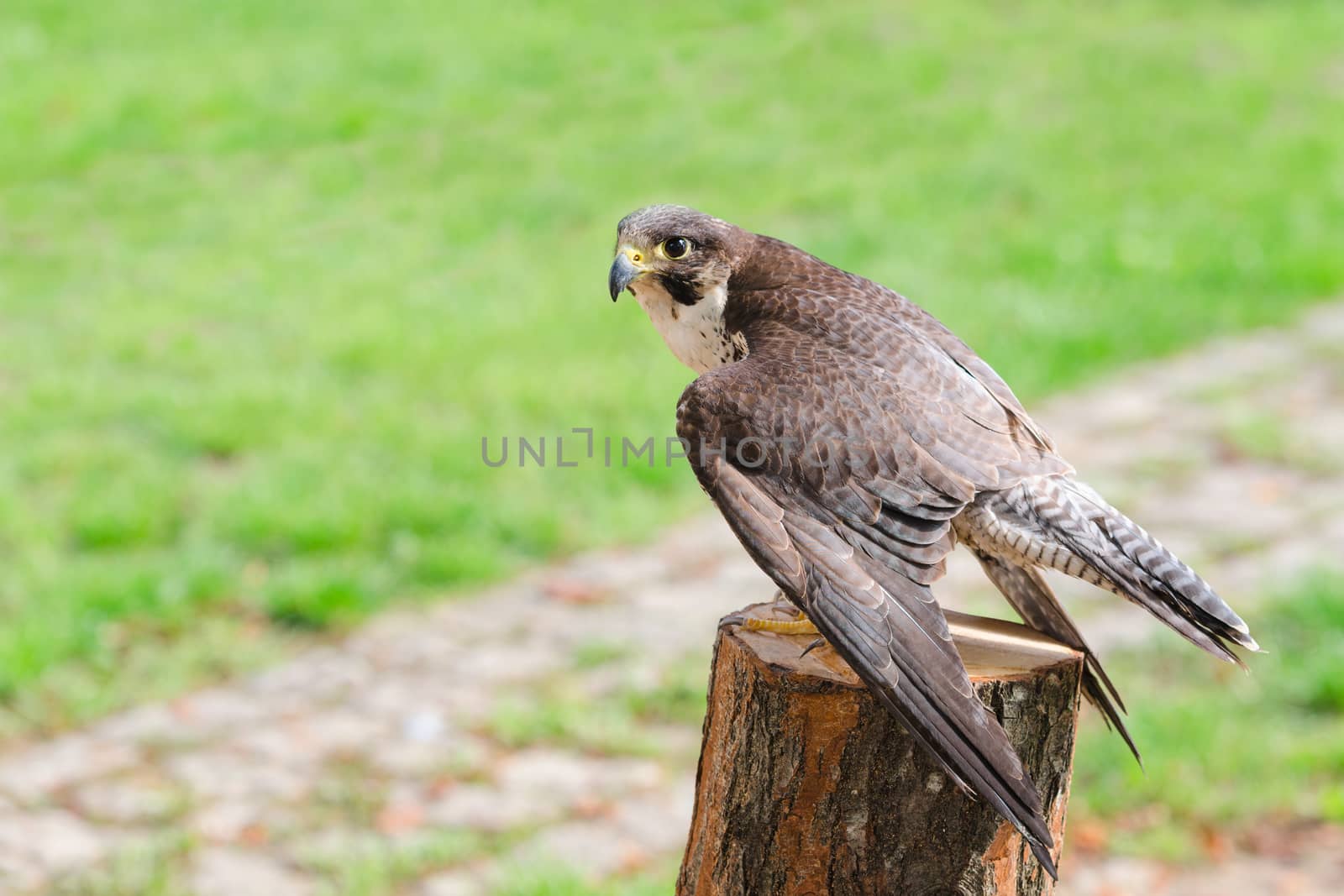 Wild falcon predator hawk fastest raptor bird of prey perched on stump and spread their wings against green grass with free copy-space area for text