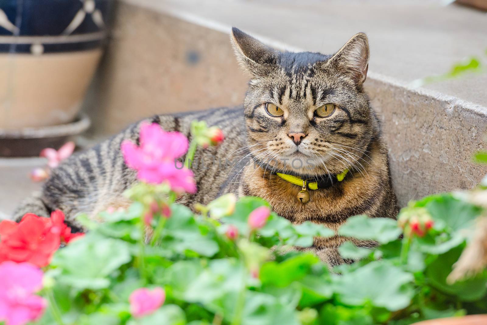 Grey tabby cat with collar and bell lying in the street on the steps of the porch near the house