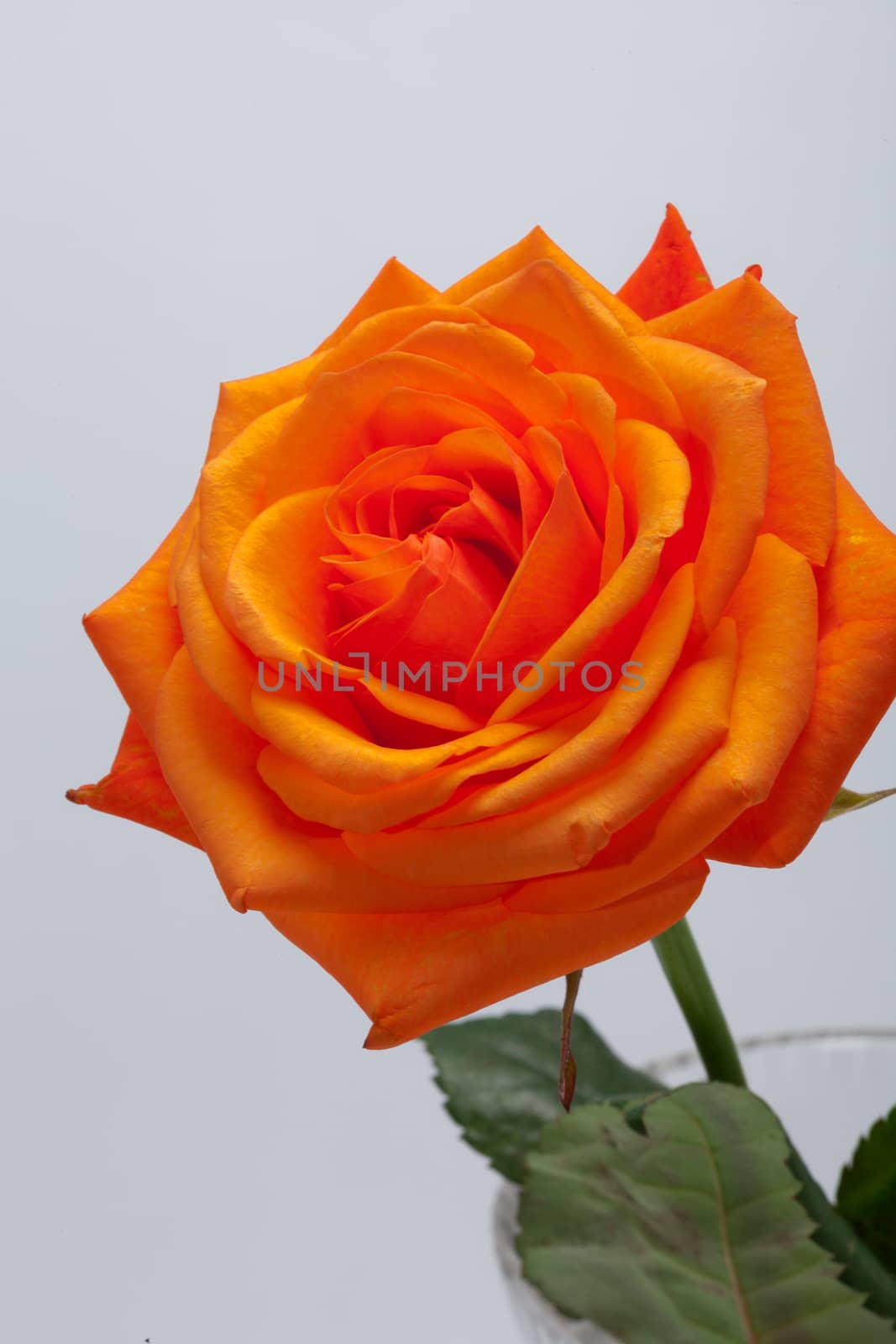 orange rose by wjarek