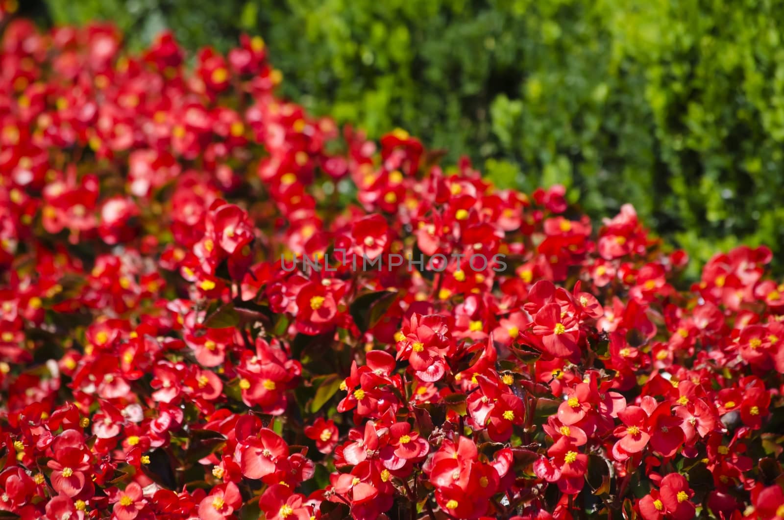 Photo of The Spring or Summer Flower Over Natural Green