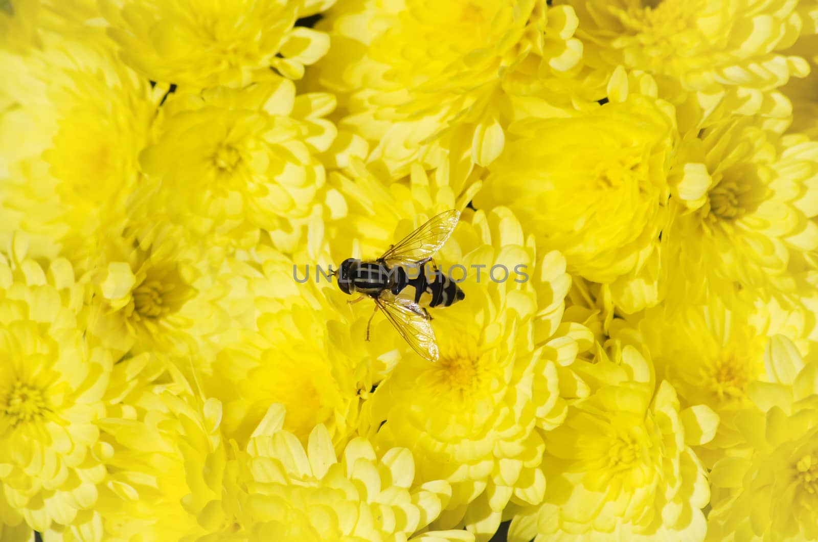 Photo of Bright Chrysanthemum Flower Background