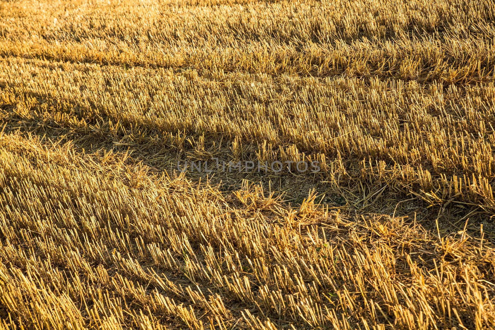 Harvested field background	 by Spectral