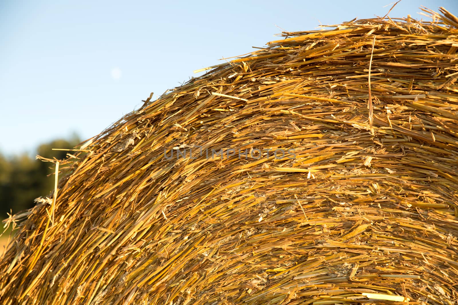 Hay bale on a harvested field in Germany.