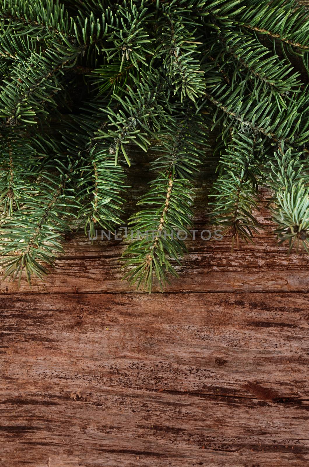 The christmas tree on a wooden background