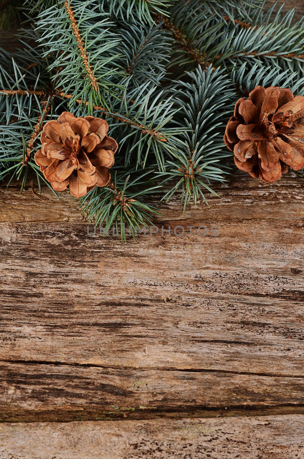 The christmas tree on a wooden background