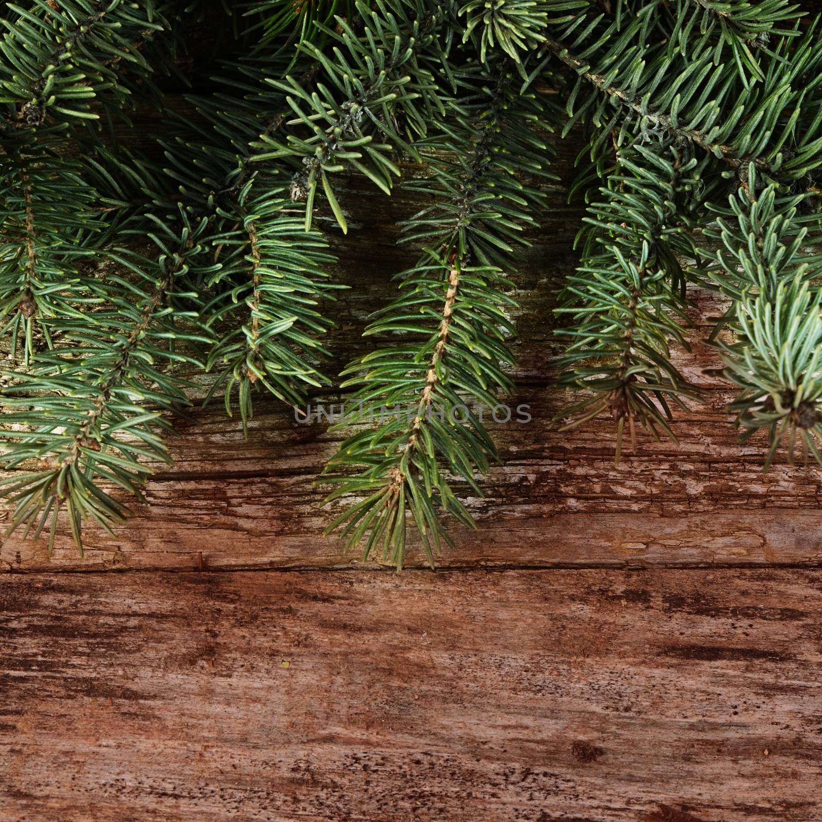 The christmas tree on a wooden background