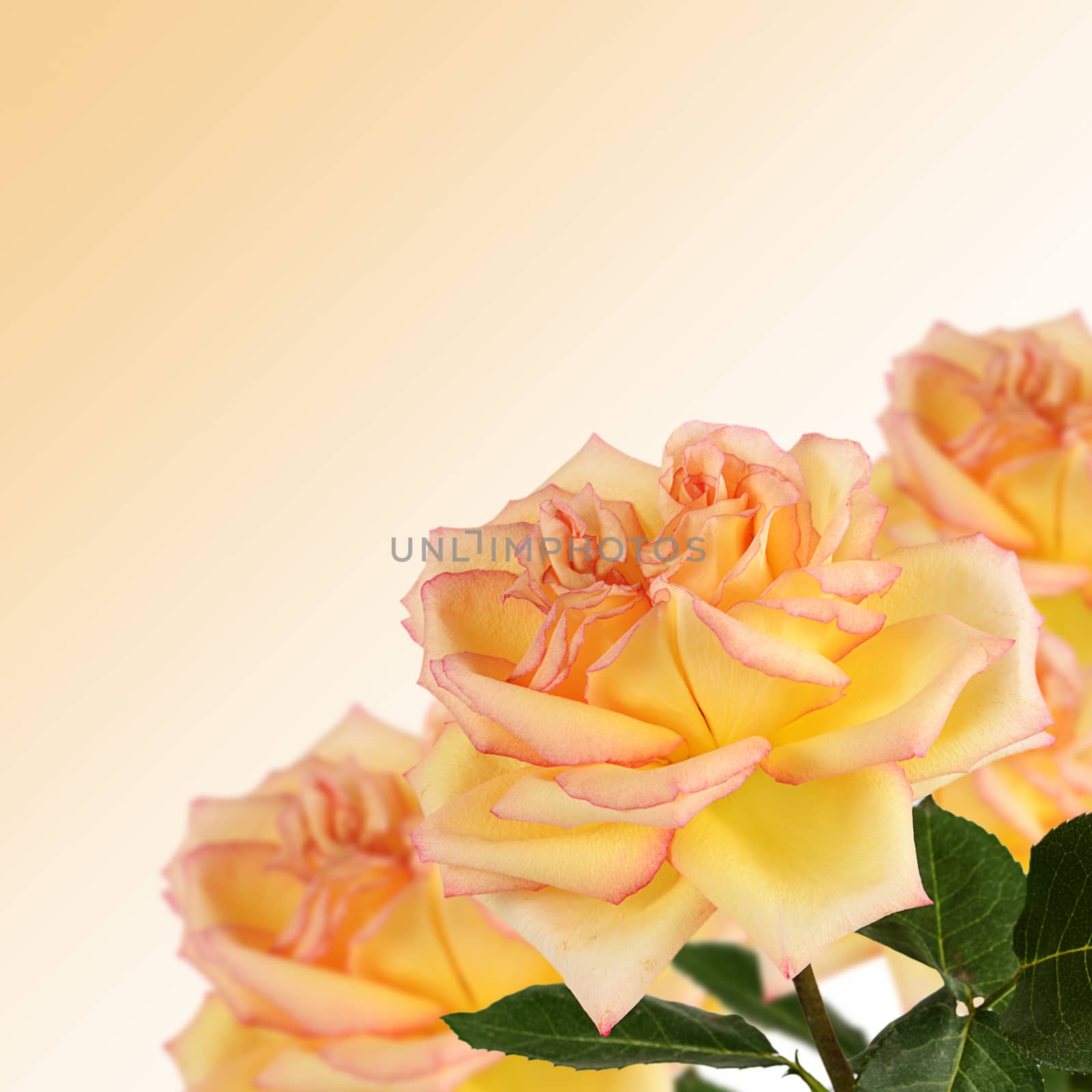 The yellow beautiful rose as a background