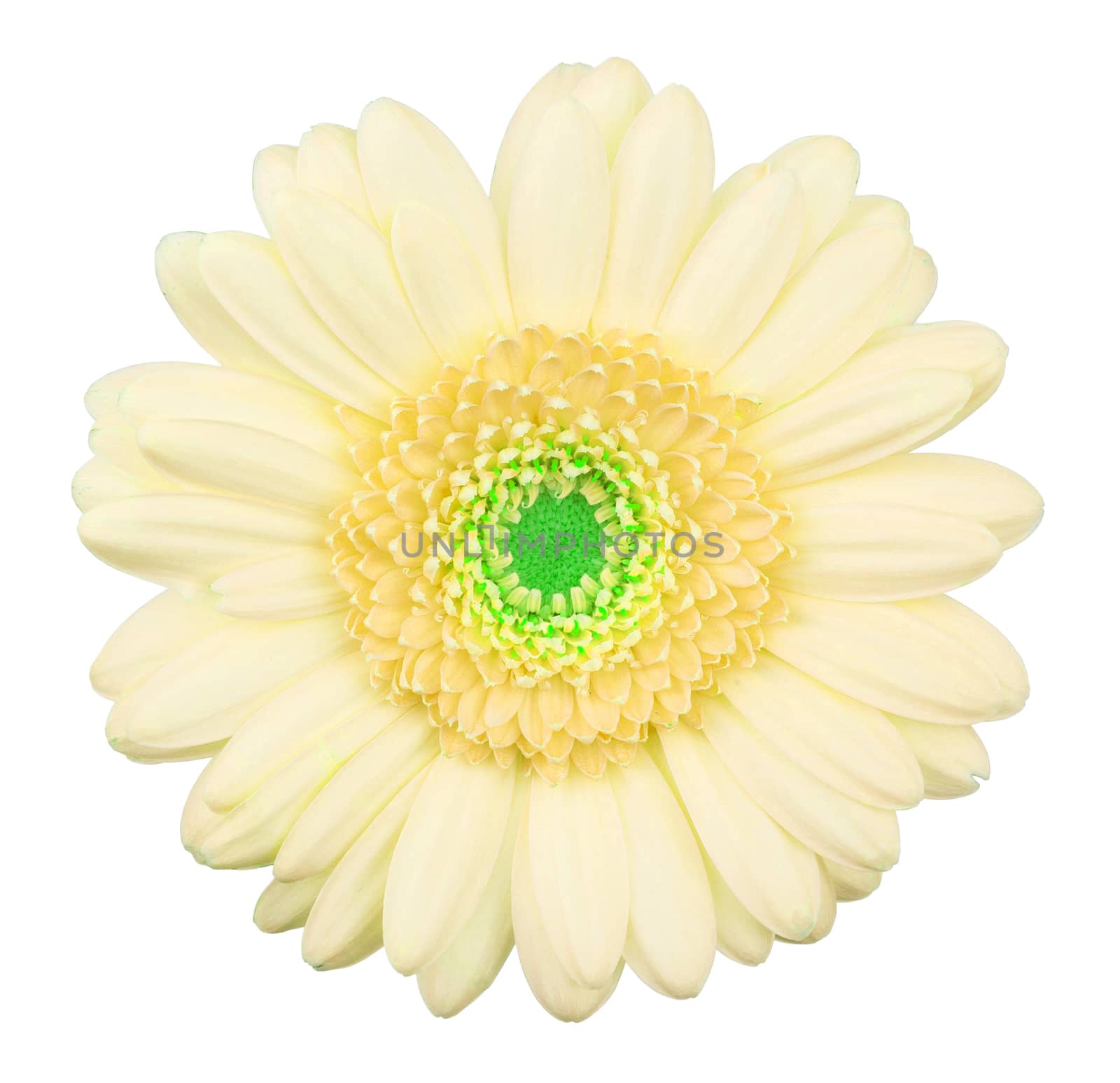 Yellow gerbera flower isolated, macro, isolated on white