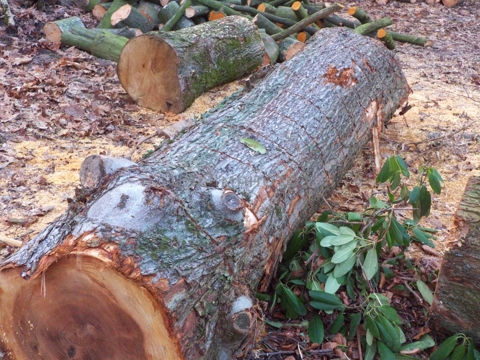 A precipitated old tree without branches in a forest
