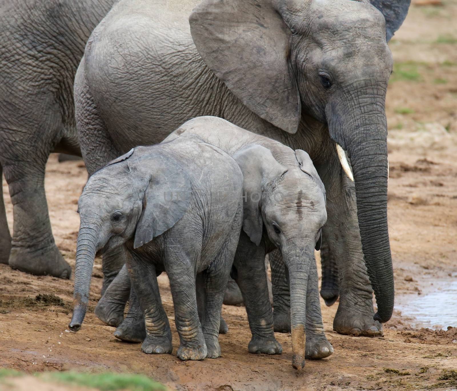 Two young African elephants in front of their mother at a waterhole