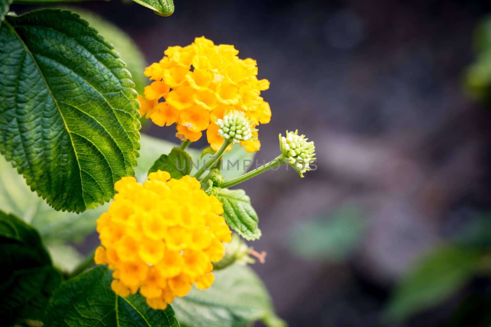 Yellow flower by bolkan73