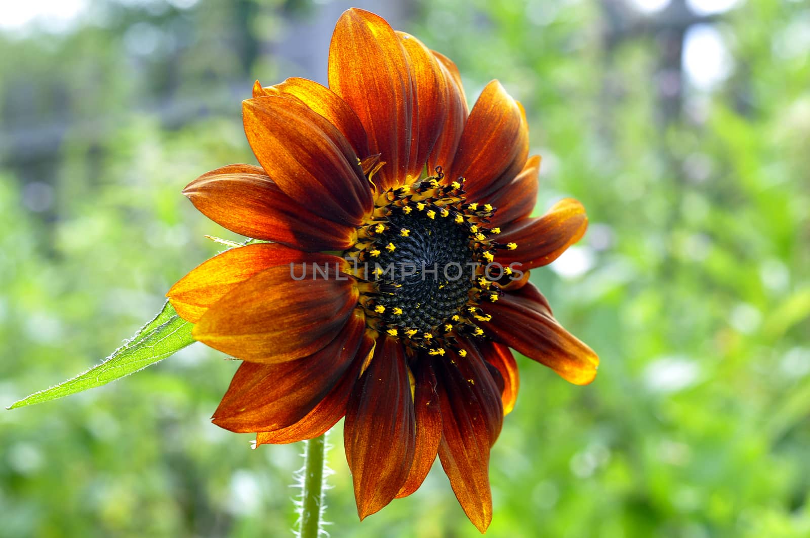 beautiful red sunflower. by veronka72