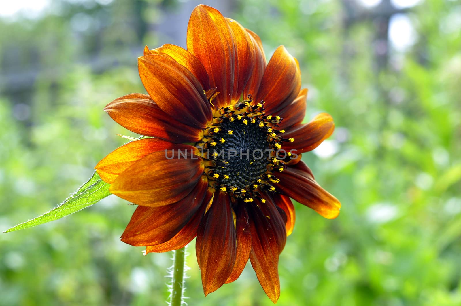 beautiful red sunflower