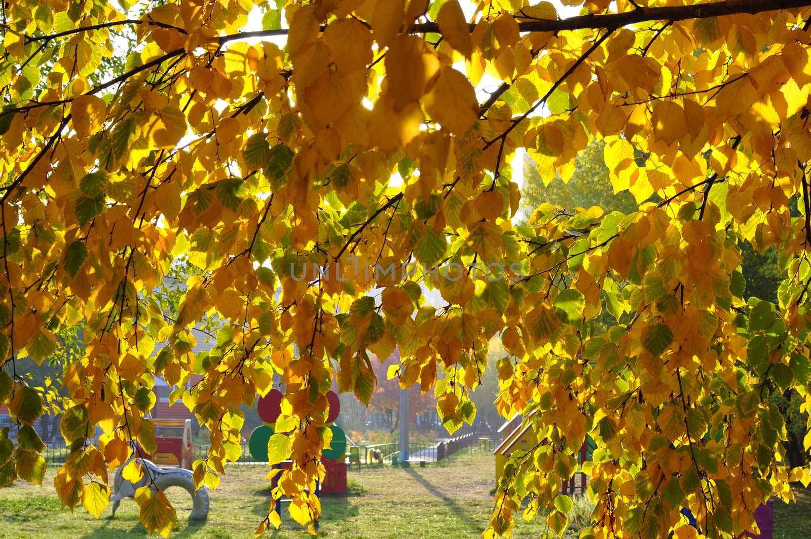 Beautiful yellow autumn leaves on a tree