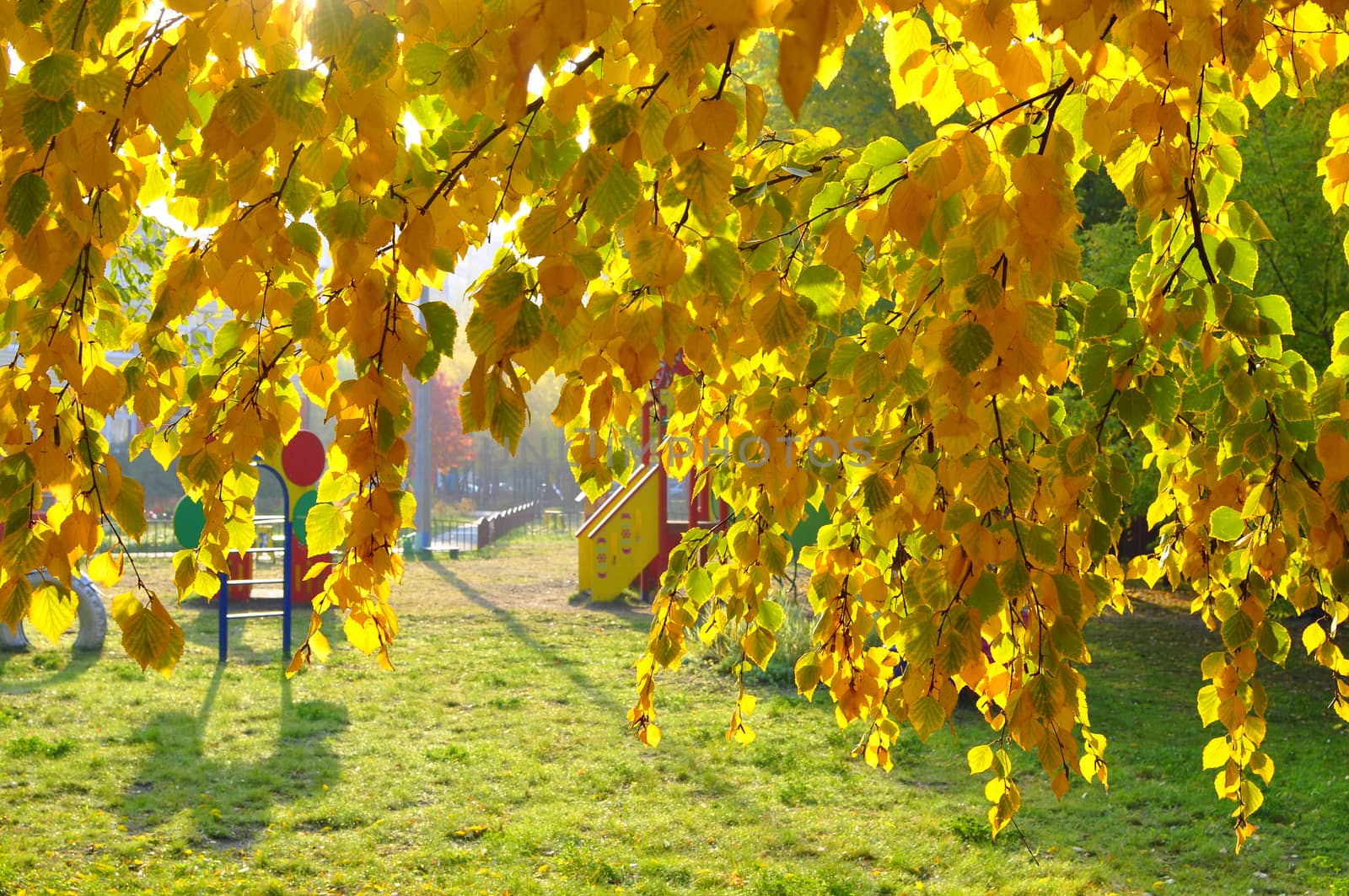 Beautiful yellow autumn leaves on a tree. by veronka72