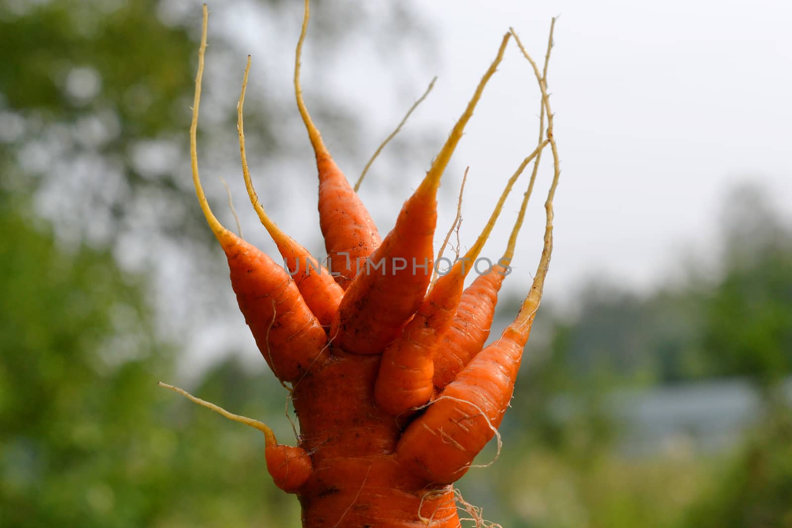 Strange shaggy carrots. mutant
