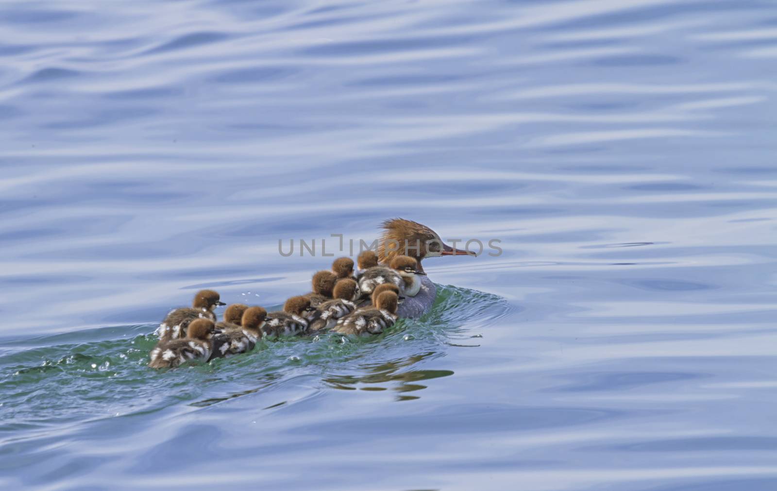 Female goosander, mergus merganser, and 12 babies on its back swimming onto the water