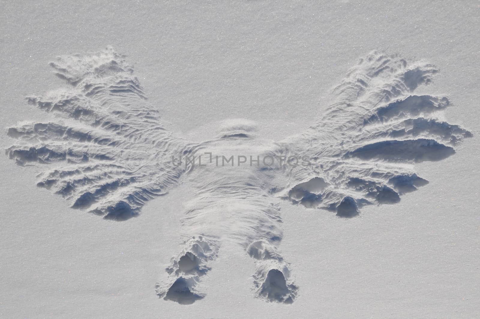 Rebirth of Snow Angel by ignattexx