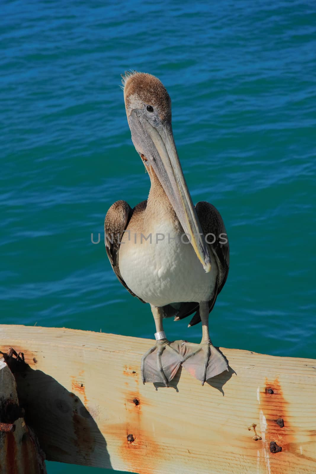 Key west's pelican wait to cach the fish