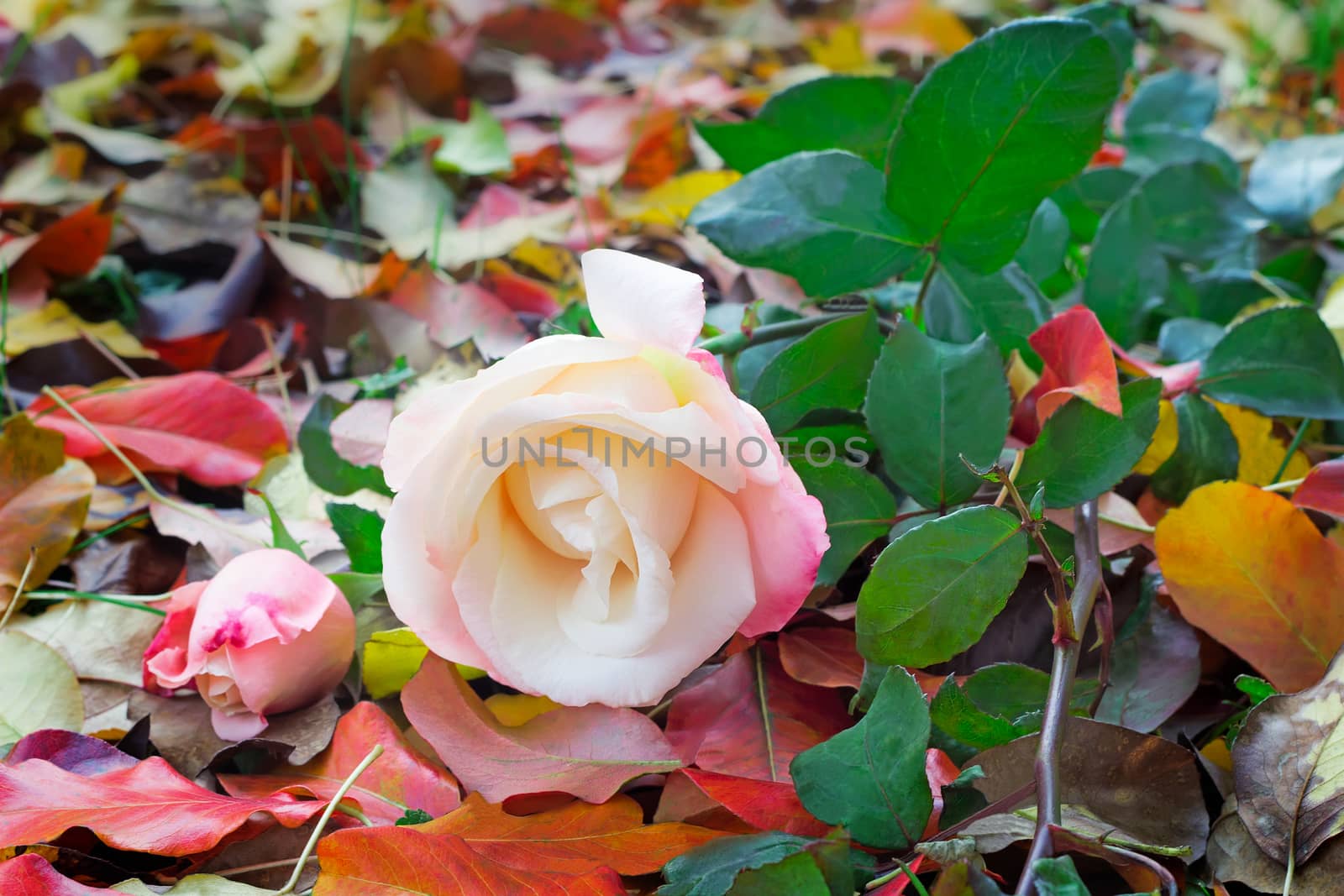 Among the red and yellow fallen leaves is a beautiful pale rose-pink with green leaves.