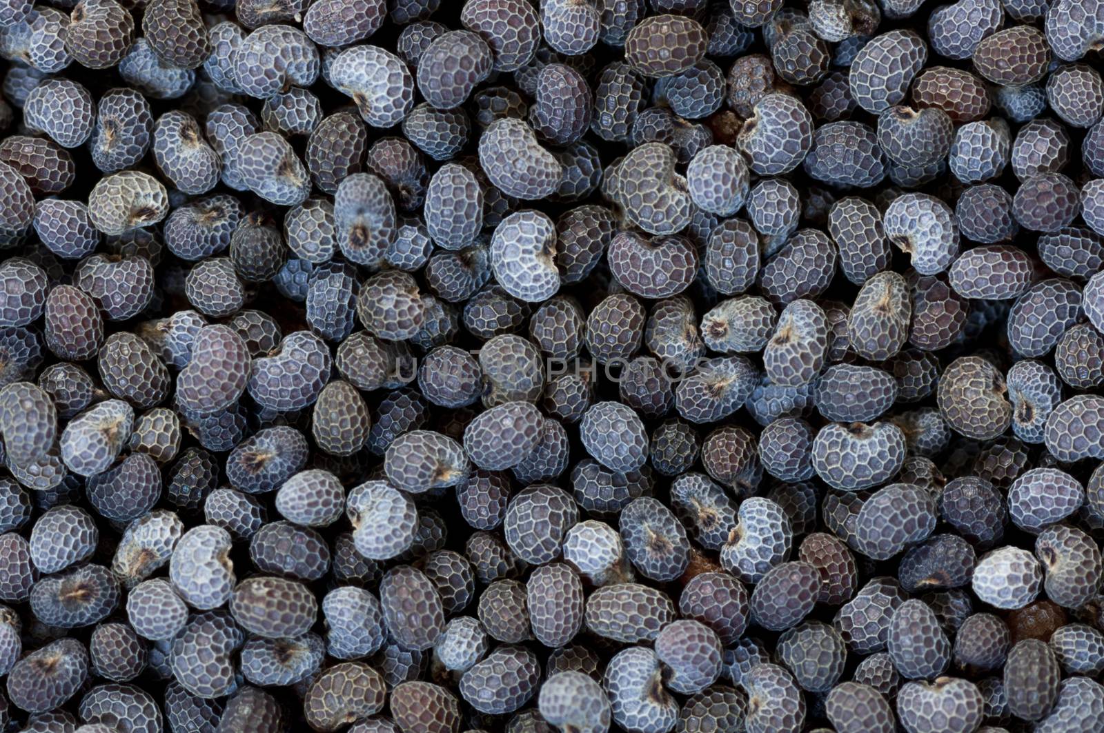 Background made of dried poppy seeds close up