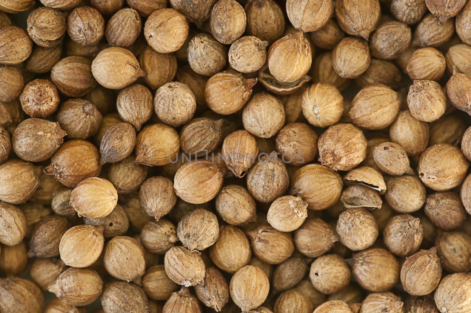 Background made of dried coriander seeds close up