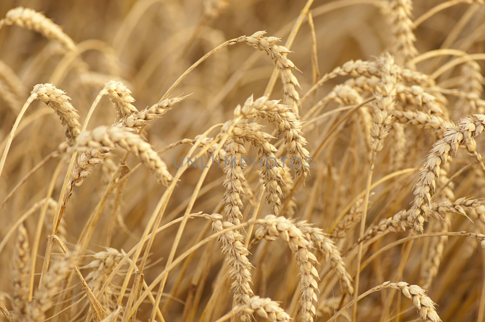 Field of ripe wheat by dred