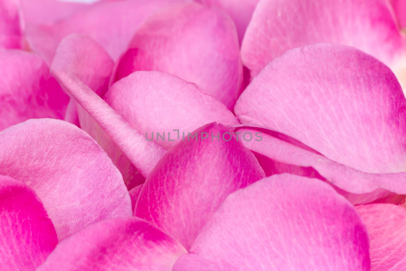 A large number of delicate pink rose petals. Background image