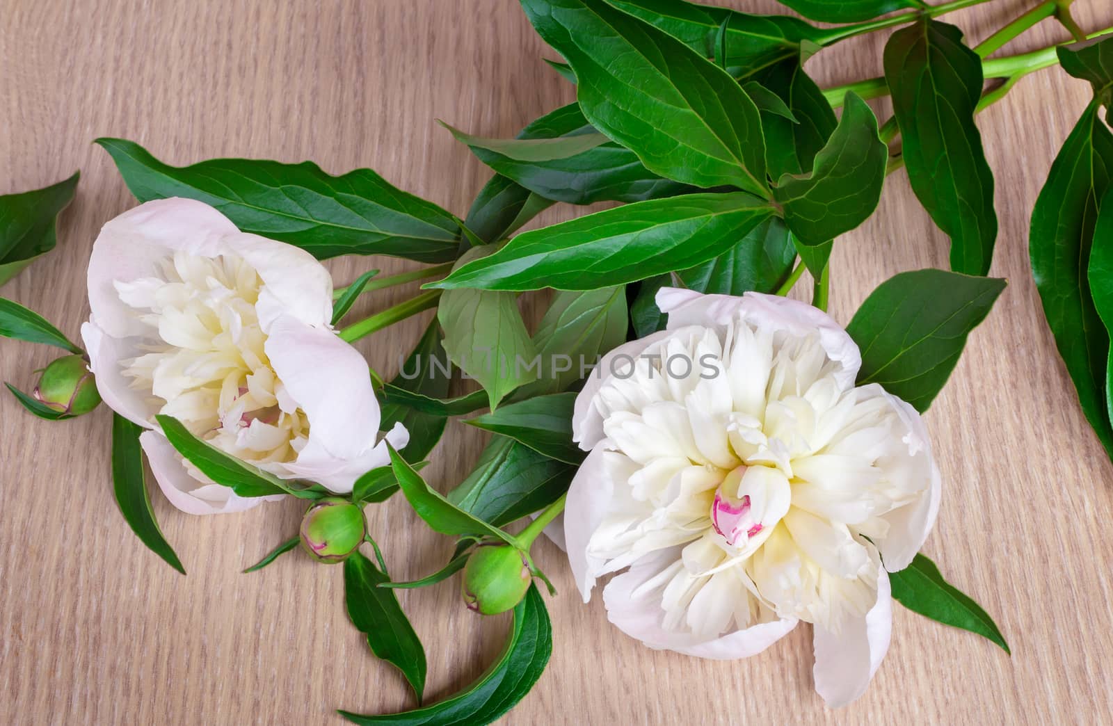 On the table lie two beautiful white peony with green leaves.