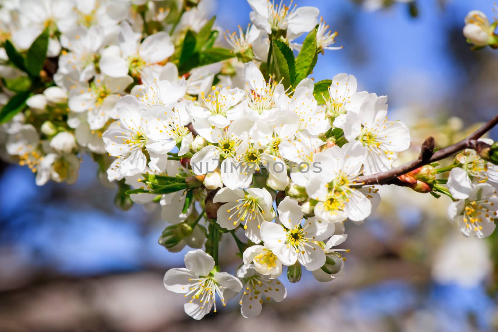 Branch of blossoming cherry against the blue sky. by georgina198