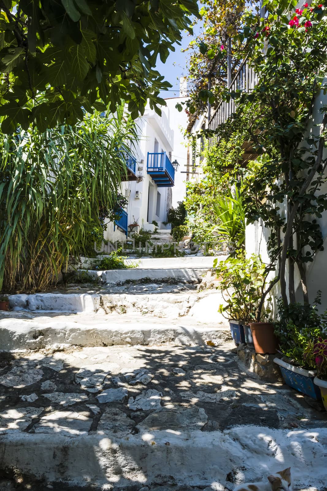 Alonissos Greek island street with flowers