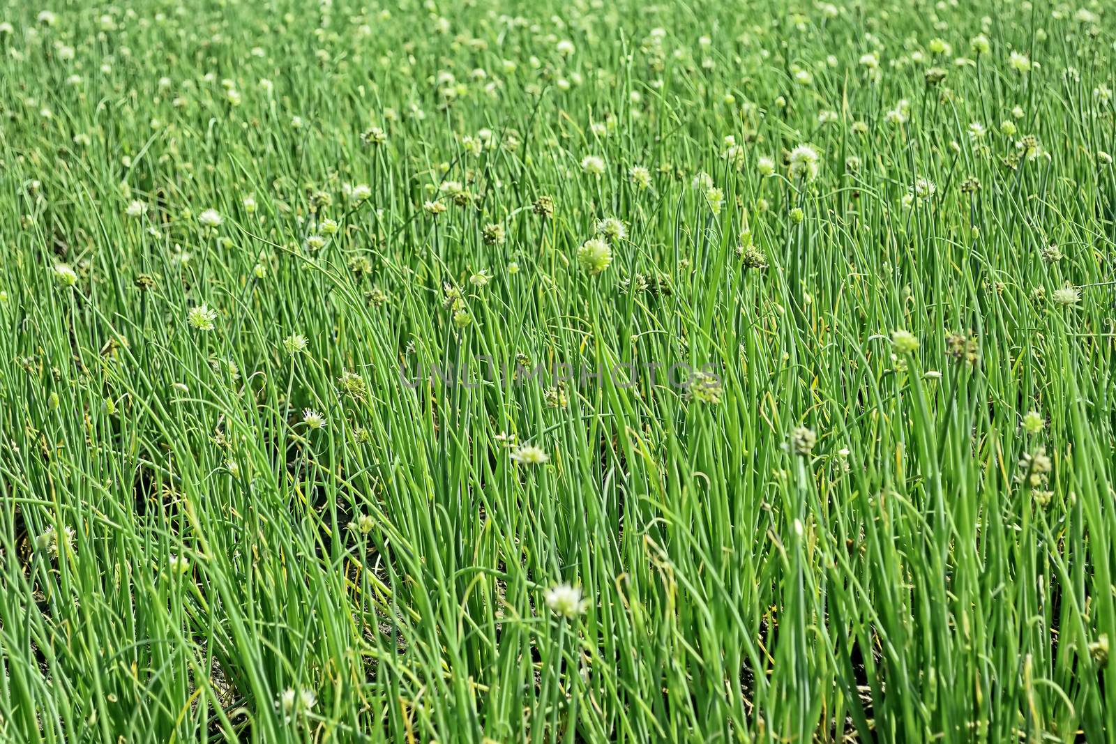 Onion Plantation by tonyoquias