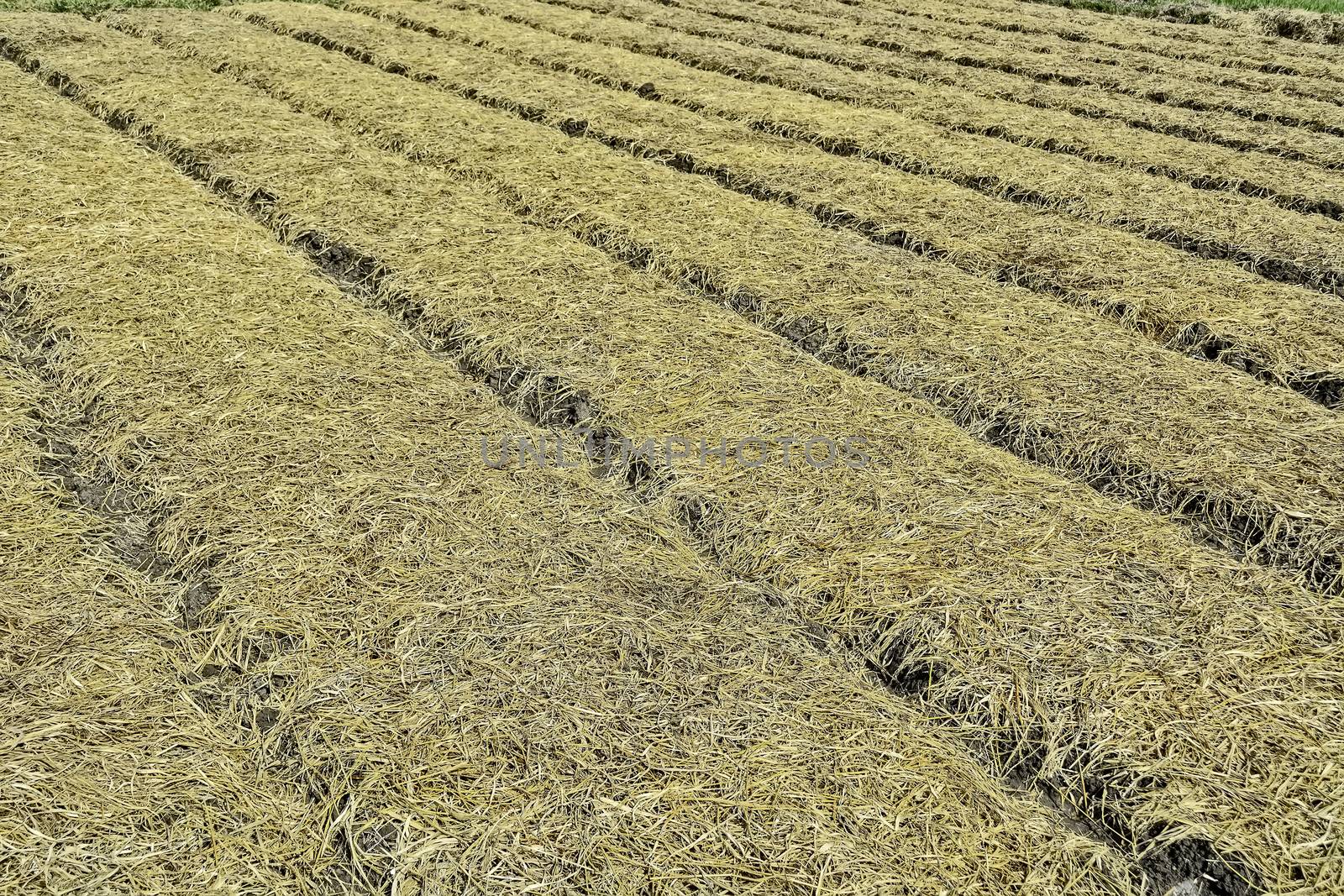 Organic Vegetable Plots by tonyoquias