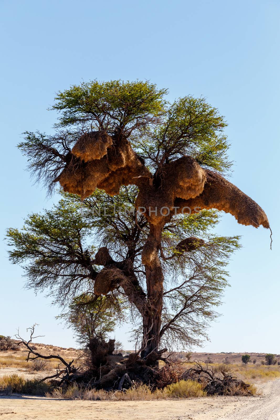 African masked weaver big nest on tree, african landscape, Kgalagadi Transfrontier Park, Botswana, true wildlife