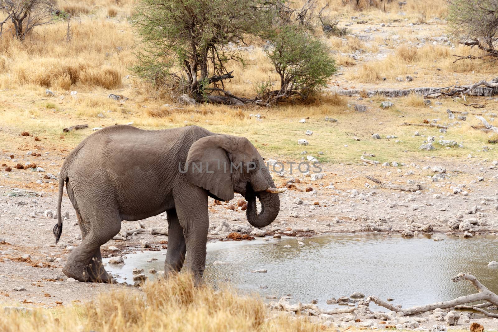 African elephants drinking at a muddy waterhole, Etosha national Park, Ombika, Kunene, Namibia. True wildlife photography