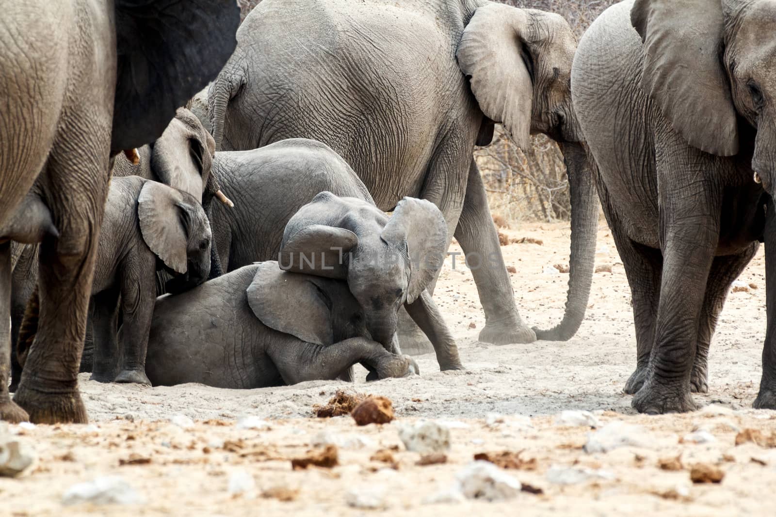 A herd of African elephants, small elephant playing and drinking at a muddy waterhole, Etosha national Park, Ombika, Kunene, Namibia. True wildlife photography