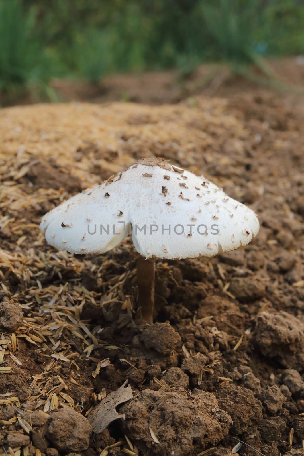 White mushroom 2 by kaidevil