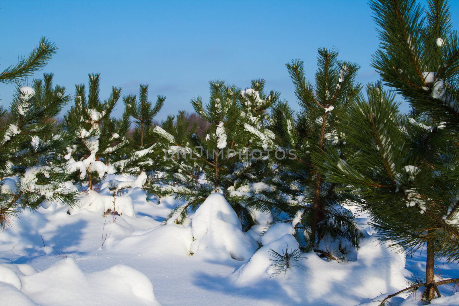 Fir trees in winter snow by grigorenko