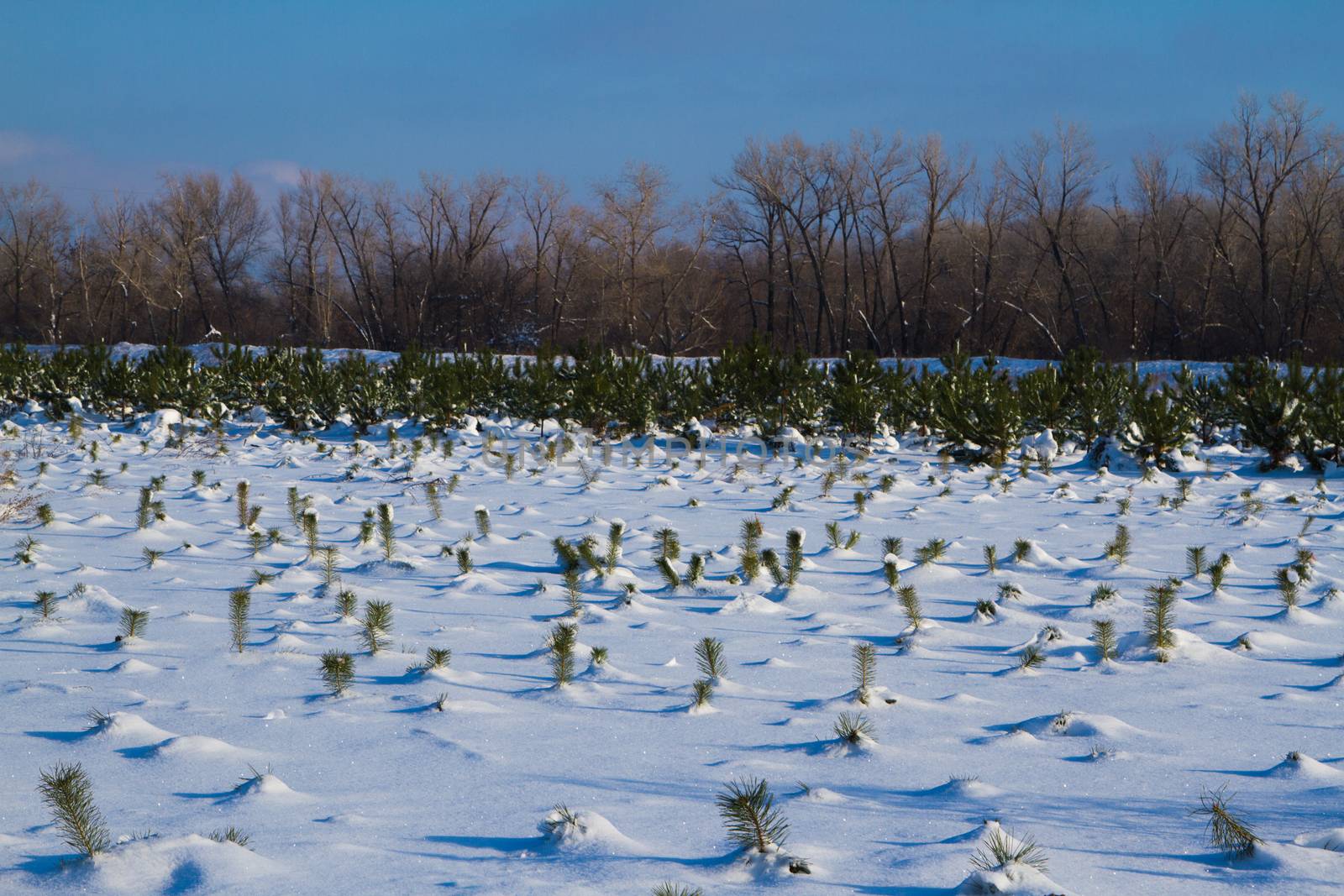Fir trees in winter snow by grigorenko