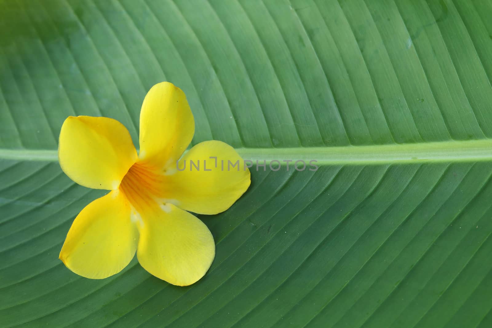 An allamanda on banana leaf.