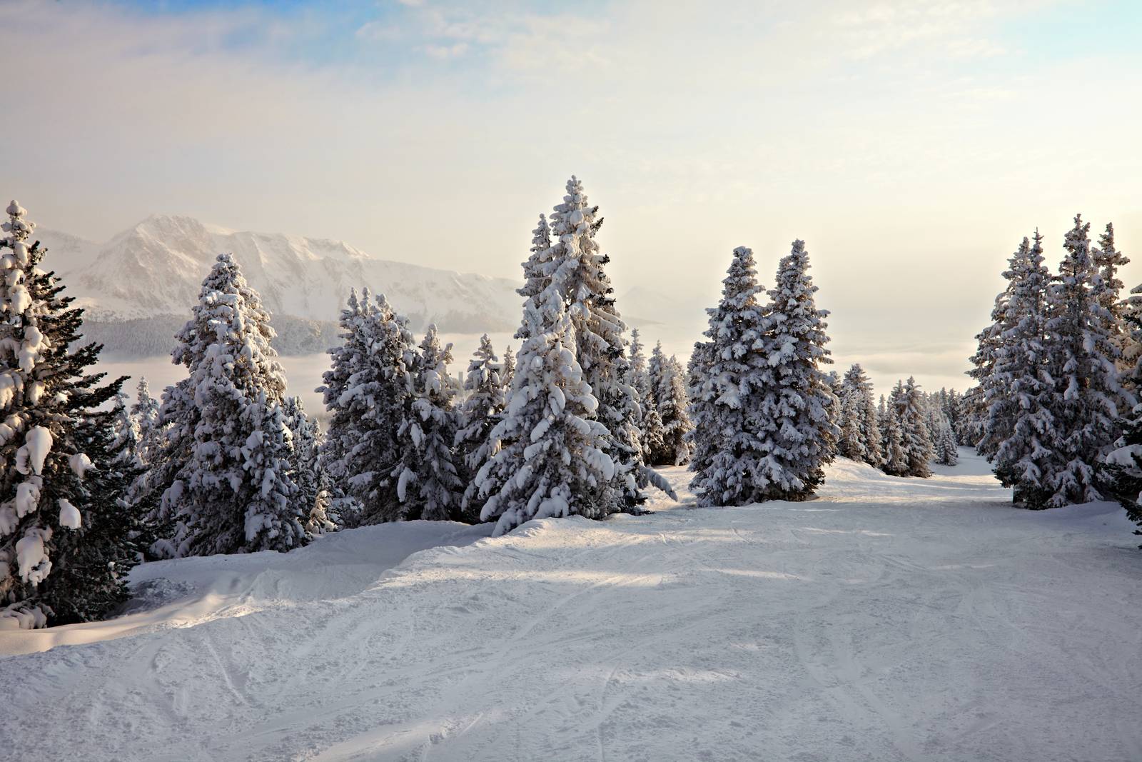 Snowy pine trees on a winter landscape