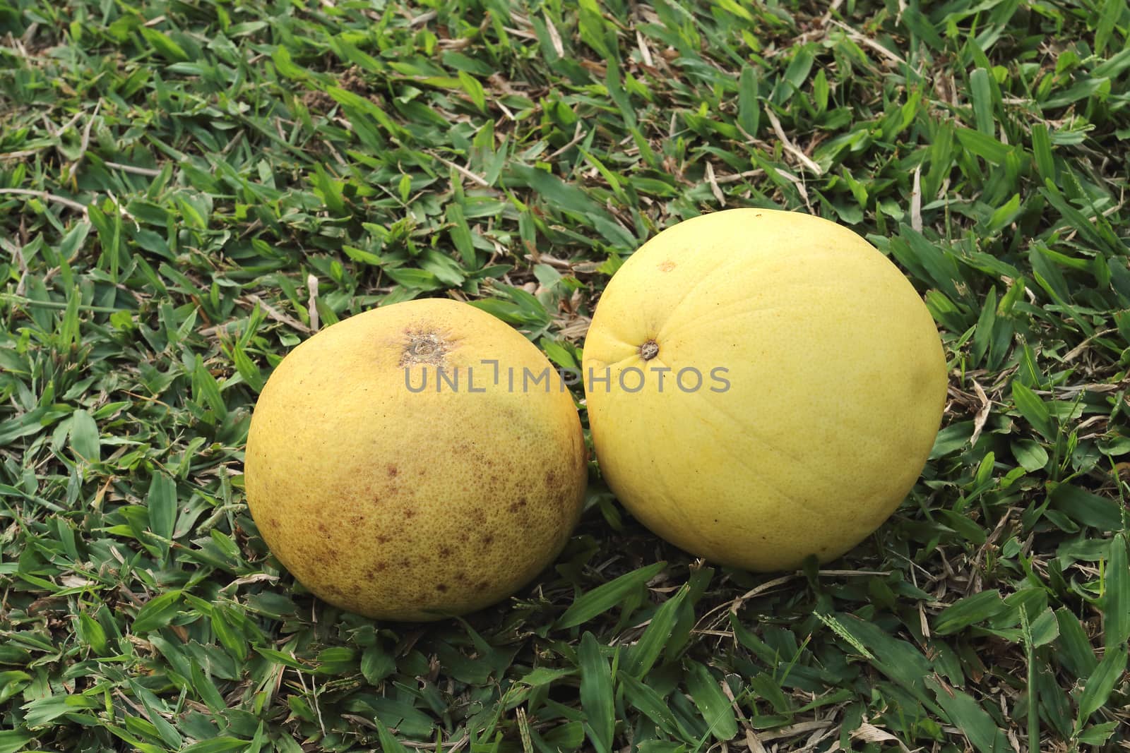 two ripe pomeloes on the grassland.