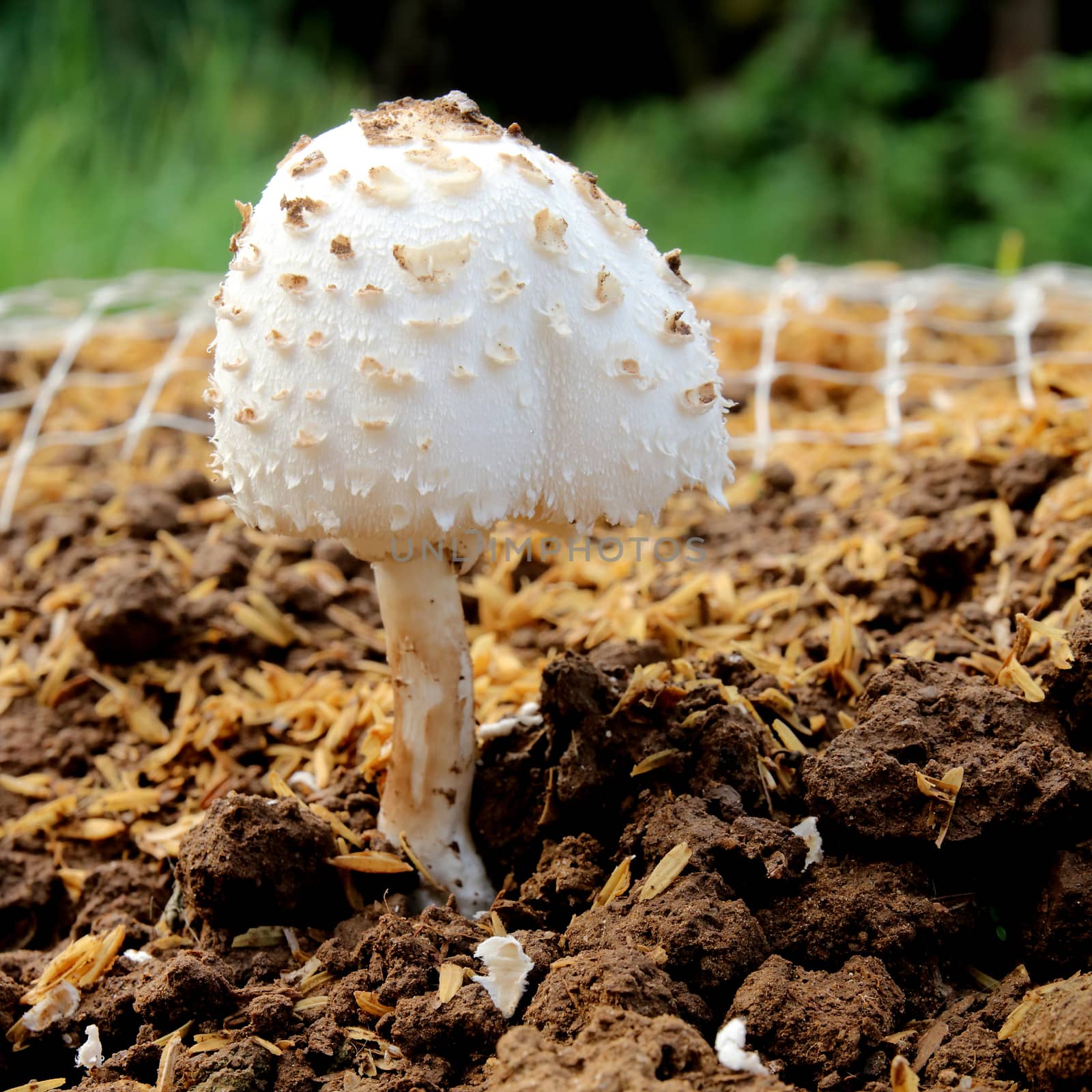 White mushroom by kaidevil