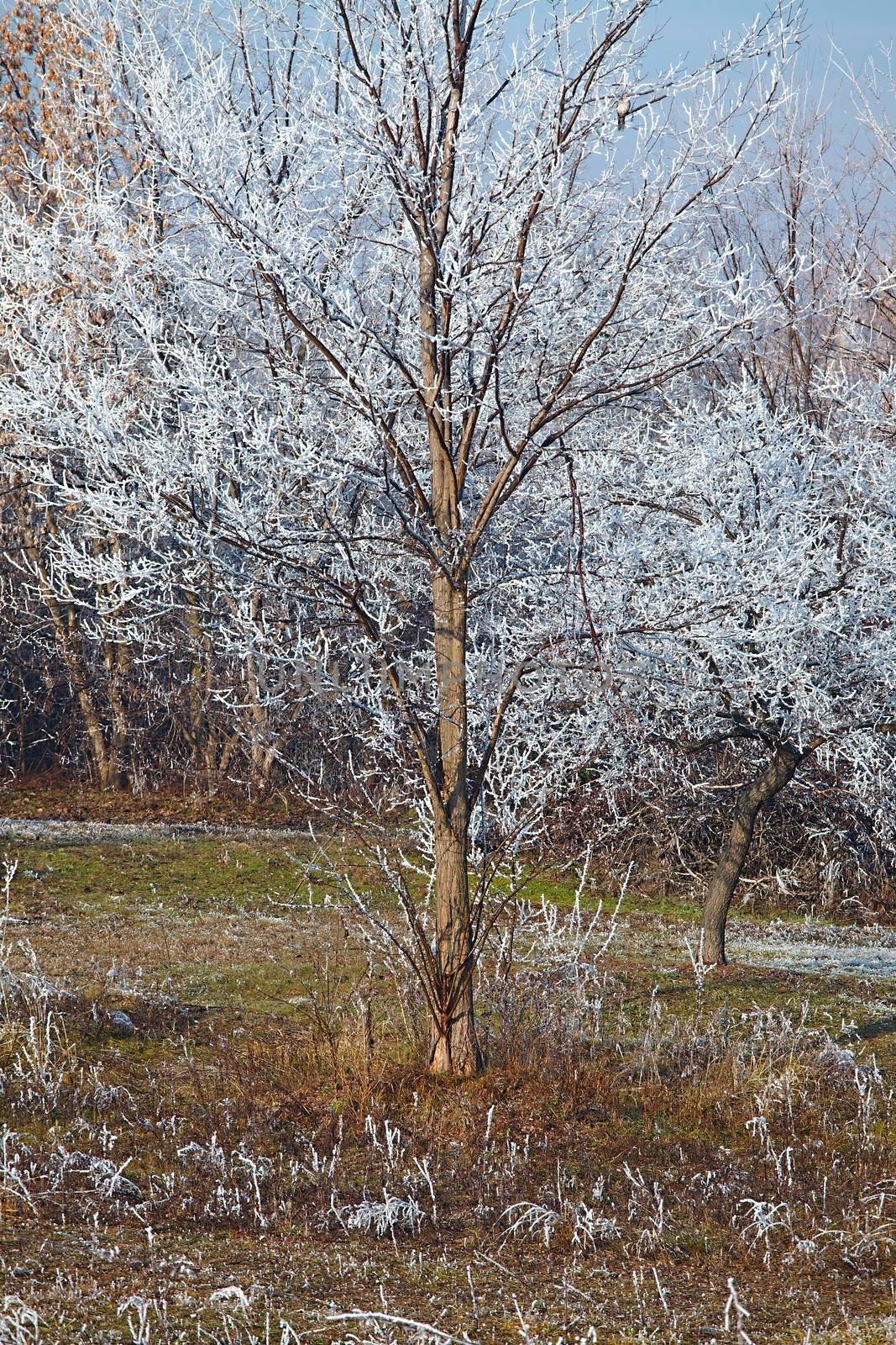 Winter tree detail with frost