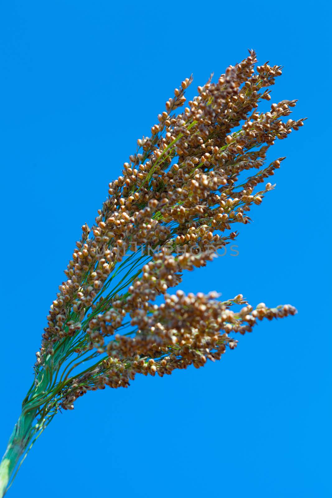 Sorghum bicolor.seed Suwan sweet extra of thailand.Sorghum bicolor.seed ku 439 of thailand.