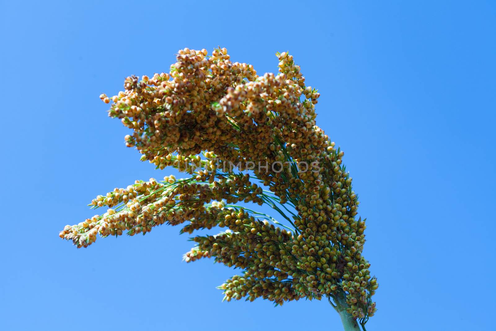 Sorghum bicolor.seed Suwan sweet extra of thailand.