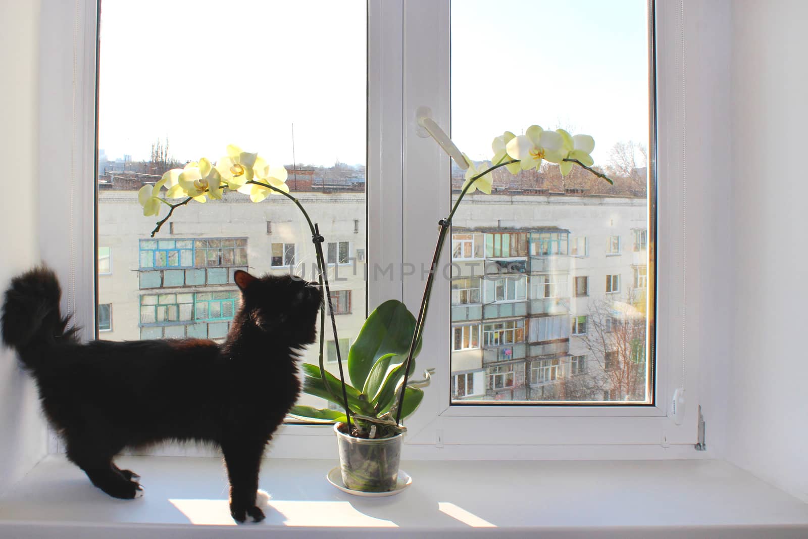Black cat walking near the orchid on the window-sill by alexmak