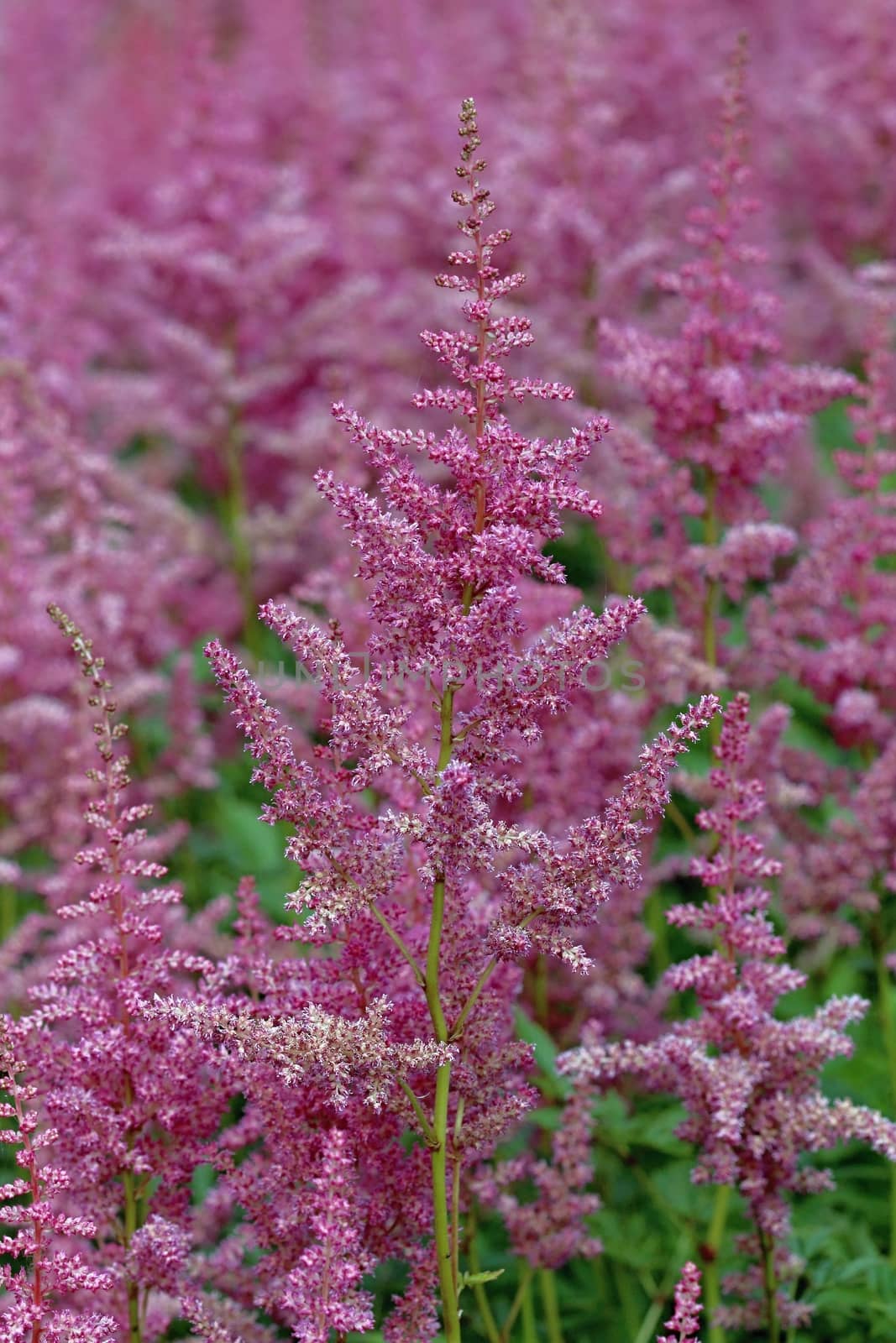 Photo shows details of colourful flowers in the garden.