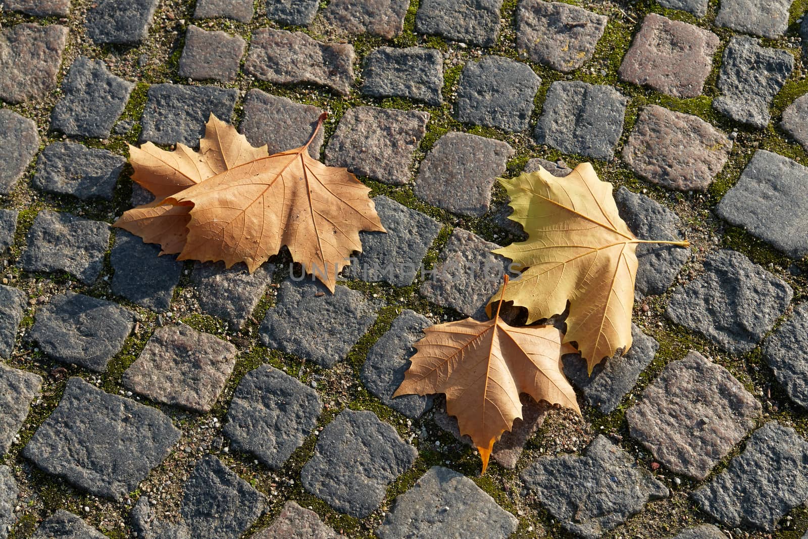 Autumn winter leaves falling on a ground in the city                               
